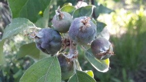 La helada afectó a más de 5.000 hectáreas de producción de fruta y hortalizas en Neuquén