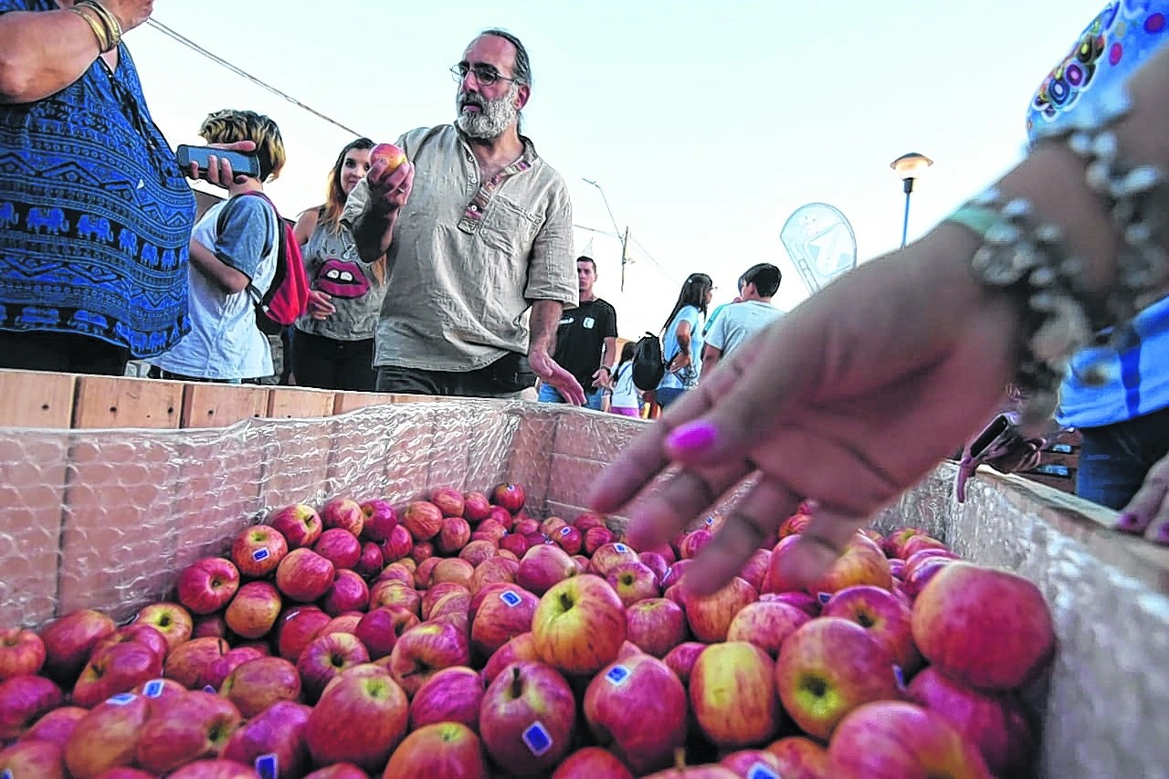 Productores y trabajadores ligados a la producción frutícola serán destacados en la edición 2023. Foto ilustrativa (archivo)