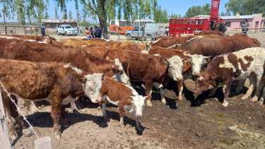 Maltrato animal en Allen: rescataron 30 vacas y 5 perros que estaban en «pésimas condiciones»