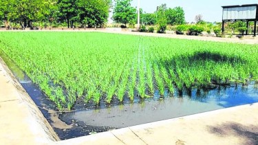 Humedales artificiales para descontaminar aguas