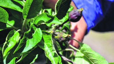 01-11-22 roca daño por helada en la manzana