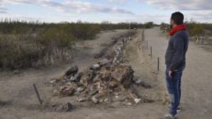 Descubren en Valcheta una especie única de coníferas de 70 millones de años