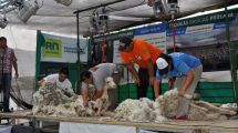 Imagen de Maquinchao recibirá a esquiladores de distintas provincias en el XIX Campeonato de Esquila Prolana