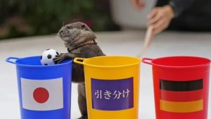 Conocé a Taiyo, la nutria estrella del Mundial Qatar 2022