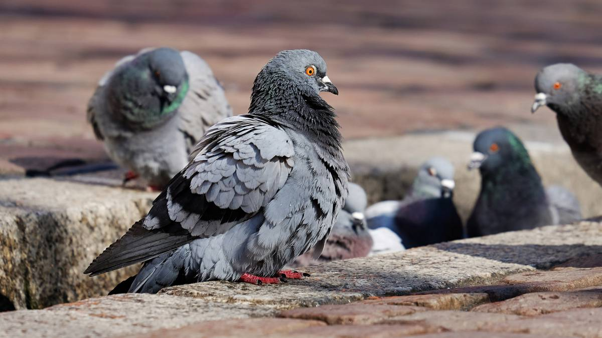 Europa en alerta por la aparición de un virus que convierte a las palomas en «zombies». 