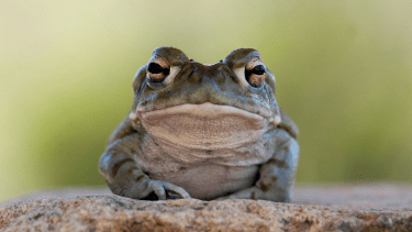 Por favor no laman los sapos psicodélicos, advirtieron en Estados Unidos. 