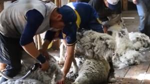 La TV Pública viajó a Pilcaniyeu a registrar la esquila