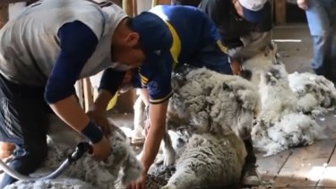 La TV Pública registró el trabajo de esquila en la estancia Pilcañeu. 