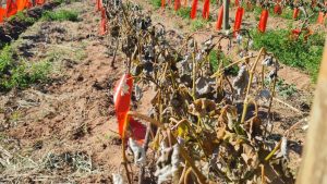 Las heladas les provocaron la pérdida de casi toda la fruta a productores de Neuquén