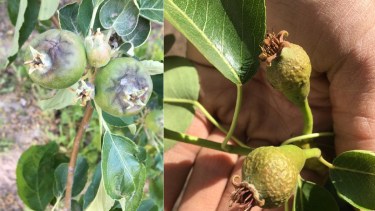 Las heladas afectaron a más del 50% de la producción. Foto: Gentileza