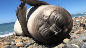 Puerto Madryn: puso la cámara en la playa, se acercó un cachorro de elefante marino y mirá lo que pasó&#8230;