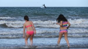 Puerto Madryn, el paraíso donde los chicos saltan en la orilla y las ballenas detrás