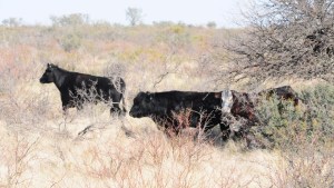 Carbunclo, la bacteria que mató vacas cerca de General Conesa