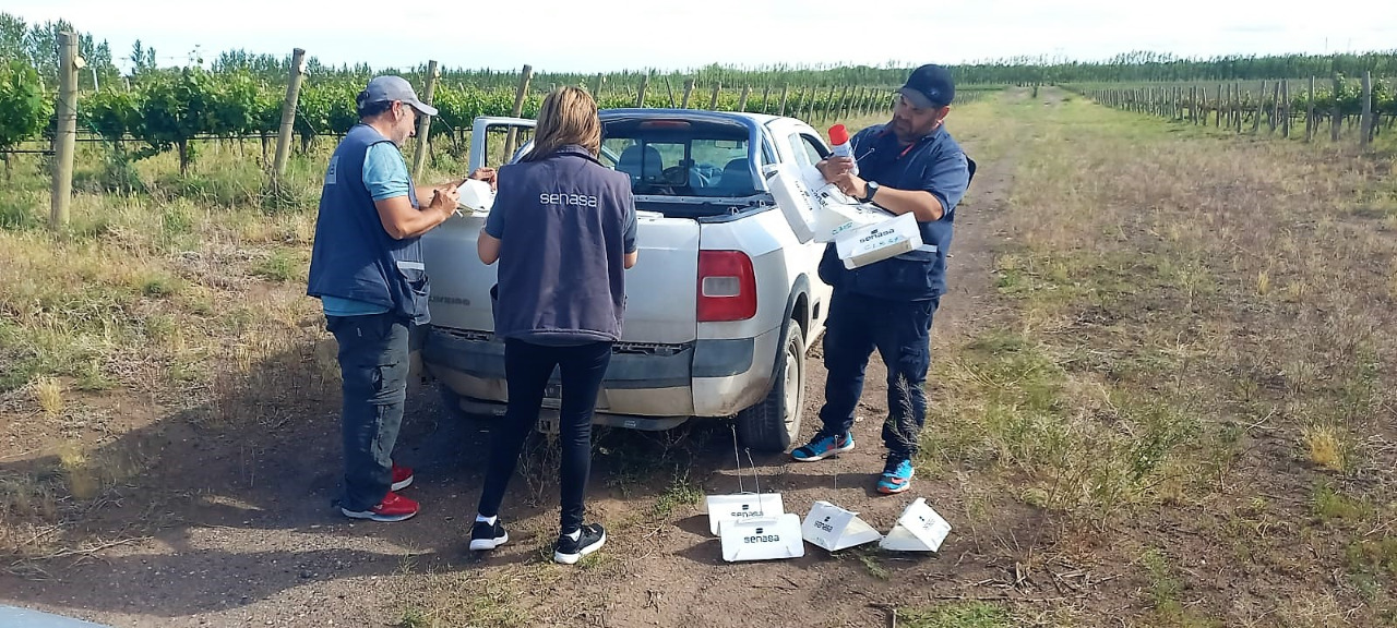 Preocupación en la región: hallan la polilla de la vid en una bodega de San Patricio del Chañar. Foto: Senasa