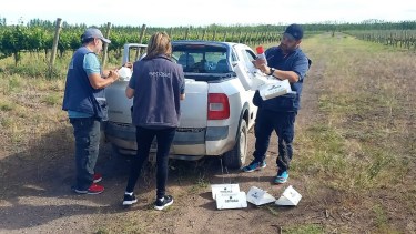 Preocupación en la región: hallan la polilla de la vid en una bodega de San Patricio del Chañar. Foto: Senasa