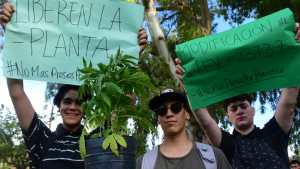 Cultivadores de marihuana marcharon en Roca y pidieron que «Liberan a la planta»
