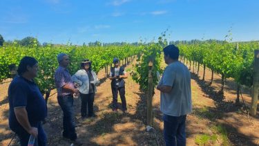 La polilla de la vid es una plaga que, hasta la semana pasada, no tenía presencia en la Patagonia.