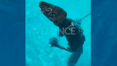 Apareció un yacaré en una pileta en Entre Ríos. 