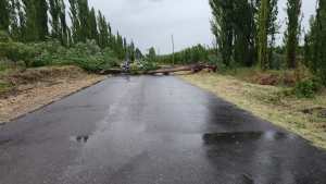 Cortes de luz y árboles caídos dejó el paso de la tormenta en Roca