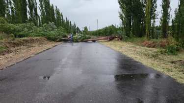 En la calle Primero Pobladores, un árbol fue derribado por el viento y atravesó toda la calle. (Foto gentileza)