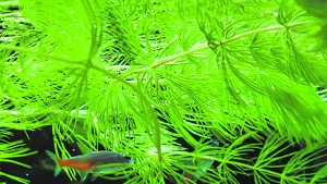 Autóctonas: el pinito de agua, una planta atípica