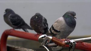 Video: así se ven las palomas «zombies» que aterran a Europa