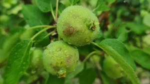 Comenzó el relevamiento de daños por el granizo en el Alto Valle