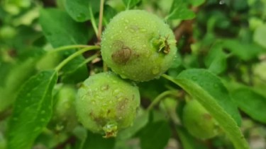 Comenzó el relevamiento de daños por el granizo en el Alto Valle