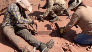 Encontraron nuevos fósiles de dinosaurios y  huellas de herbívoros en El Chocón