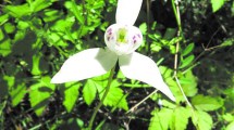 Imagen de Plantas autóctonas: la patagónica orquídea ”palomita”