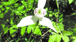Plantas autóctonas: la patagónica orquídea ”palomita”
