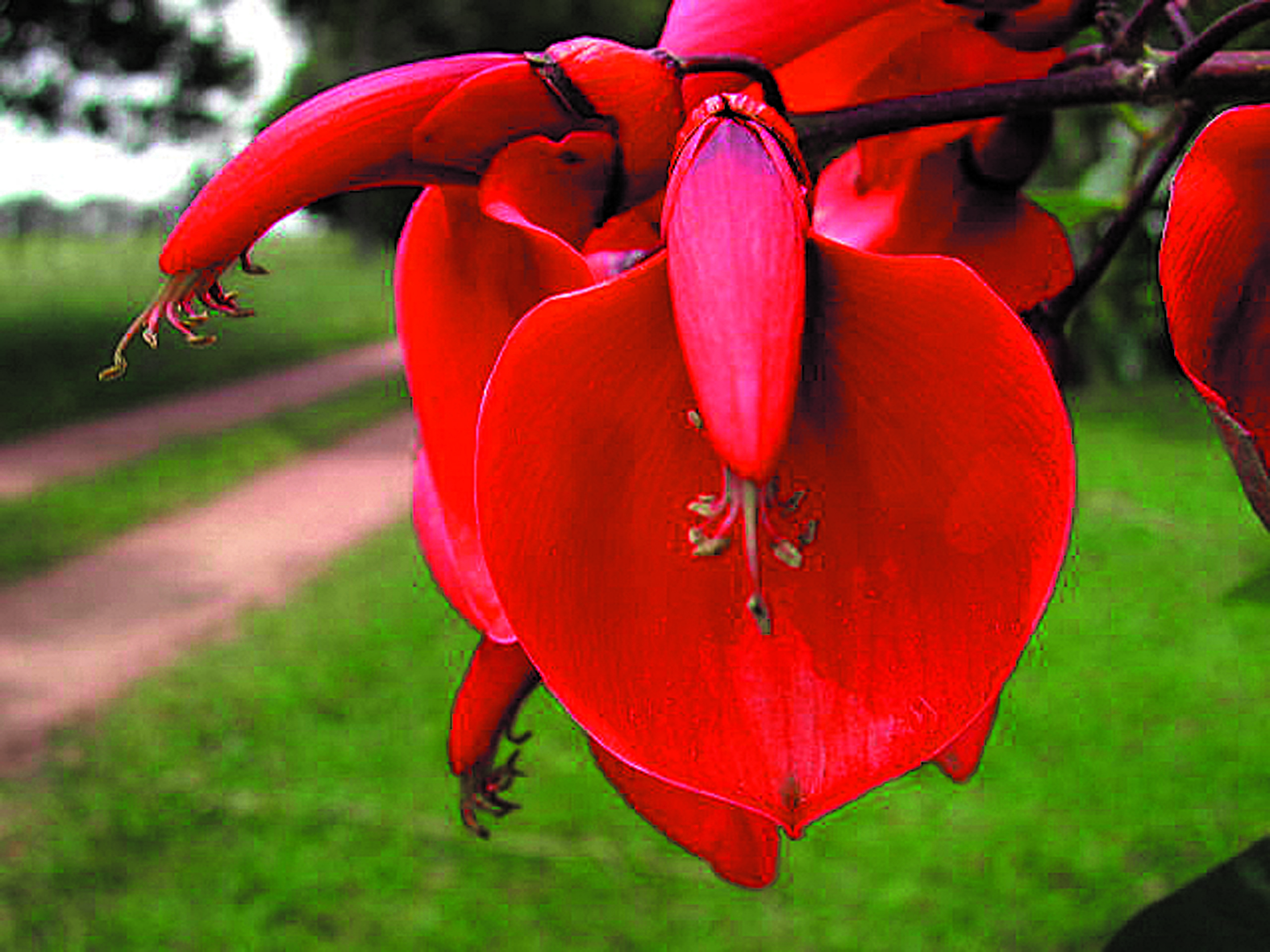 El ceibo, la flor más bella que puede embellecer nuestros jardines