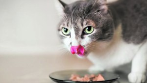 ¿Qué es la neofobia alimentaria en los gatos?