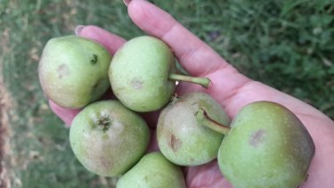 La caída de granizo afectó una amplia zona rural en Huergo, Godoy y Villa Regina. (Foto gentileza)