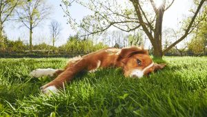 ¡Cuidado con los golpes de calor!: Consejos para cuidar a tu perro
