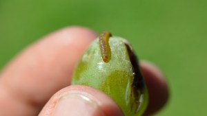 Polilla de la vid: se hará nueva lectura de trampas esta semana