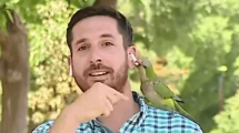 Imagen de Video: un loro le robó el auricular a un notero en vivo