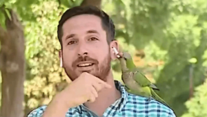 Video: un loro le robó el auricular a un notero en vivo