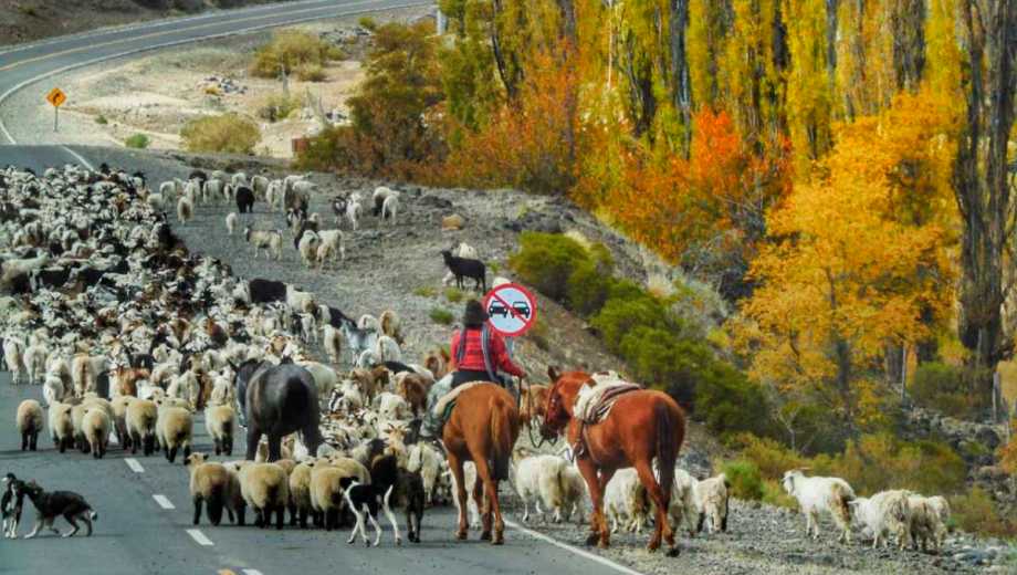 Durante este mes de abril se produce el regreso de la veranada hacia los compos de invernada (archivo)