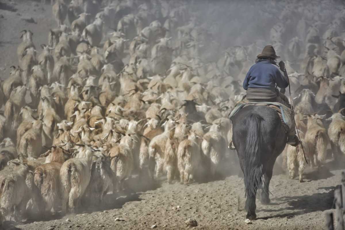 Críanceros sufren el robo de su ganado durante la trashumancia. Foto: Martín Muñoz