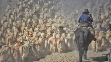 Críanceros sufren el robo de su ganado durante la trashumancia. Foto: Martín Muñoz