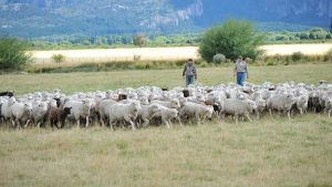 Los sistemas pastoriles ovinos tienen un balance de carbono positivo