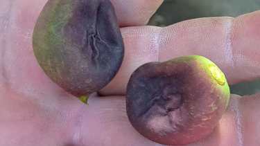 Una muestra del efecto que generó en la planta de pelones la helada del lunes a la madrugada. (foto: gentileza)