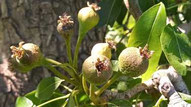 «Es irresponsable hablar de pérdidas sin evaluaciones», dijo el ministro de Producción de Río Negro