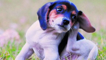 Garrapatas: por qué es importante combatirlas