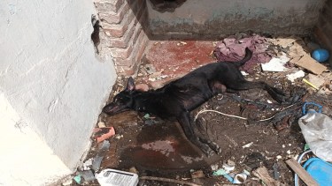 El perro se encontraba en el patio trasero de una casa abandonada. foto:gentileza 