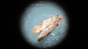 Preocupación en la región: hallan la polilla de la vid en una bodega de San Patricio del Chañar