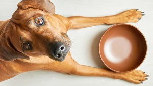 Ayuno intermitente en perros y gatos