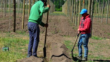 Se viene el primer Encuentro Binacional sobre el cultivo de lúpulo en Regina