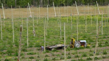 El encuentro reunirá a productores y técnicos de Argentina y Chile para analizar el desarrollo de la producción de lúpulo. (Foto Néstor Salas)